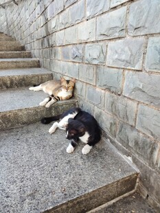 黑白猫 黄猫