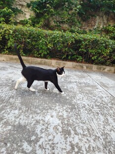 黑猫