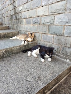 黑白猫 黄猫 