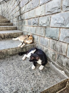 猫咪