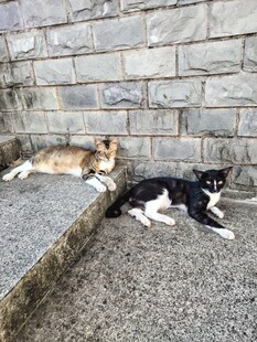 休憩的两只猫咪