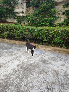 路上行走的黑猫