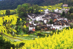 春日婺源油菜花海中的村落