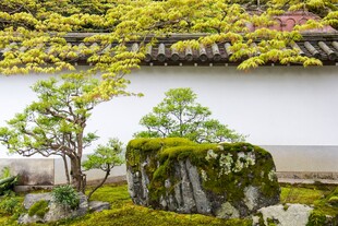 日式庭院盆景与苔藓景致