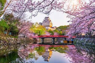 春日樱花下的古典建筑美景