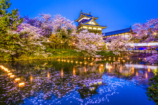 夜幕下的樱花城堡美景