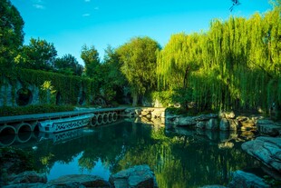 湖畔垂柳美景如画