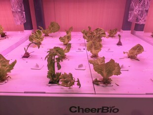 植物栽培
