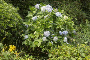 蓝绣球花绽放于绿植间