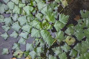 水中翠绿菱角叶片植物特写