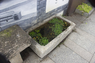 石槽中的菱角水生植物景观