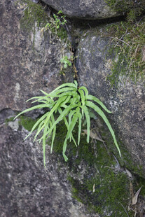 井栏边草
