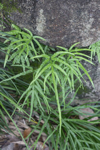 井栏边草