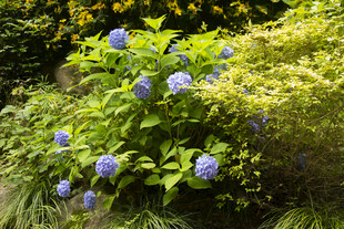 蓝绣球花绽放于绿植间
