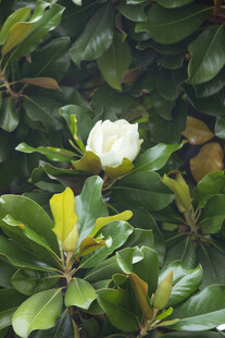 广玉兰花苞