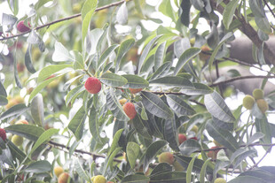 枝头饱满杨梅果实