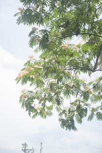合欢枝头
