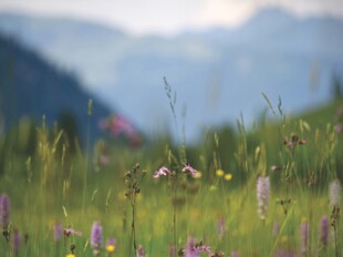 山间烂漫野花