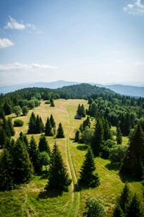 山间绿野茂密