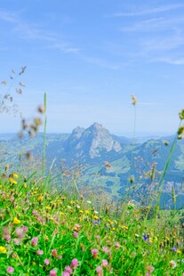 山间花海与远处山峦美景