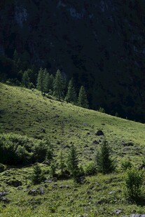 山间绿意盎然的草地