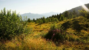 山间繁茂植被