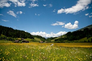 山间花海蓝天美景