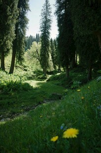林间草地黄花