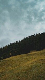 山间草地与茂密树林景观