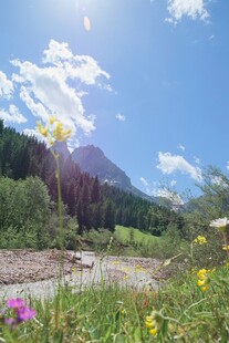 山间烂漫野花
