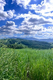 广袤绿野蓝天