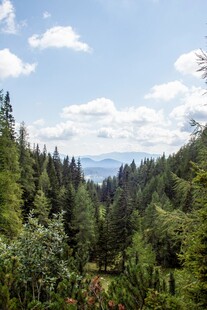山林美景绿意