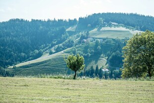 田园风光中的孤树与远山
