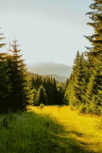 山林间的阳光草地美景
