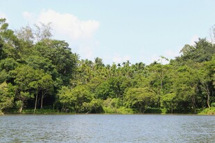 湖畔葱郁树林美景