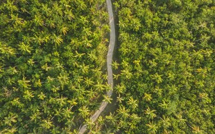 林间蜿蜒小路