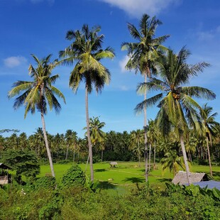 热带椰林风光美景