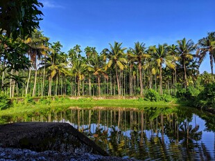 湖畔椰林美景