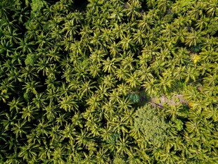 俯瞰茂密翠绿森林景观