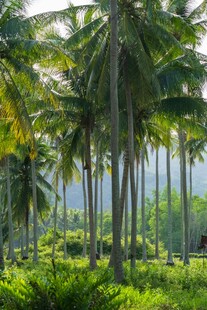 热带椰林风光美景