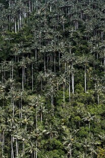 茂密森林中的