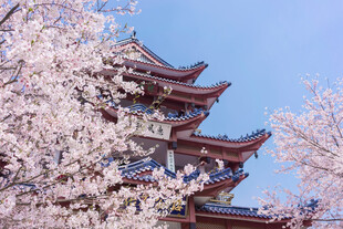 樱花映衬下的中式古建筑
