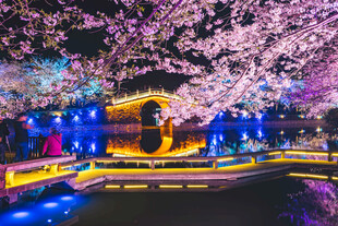 夜赏烂漫樱花下的中式景致