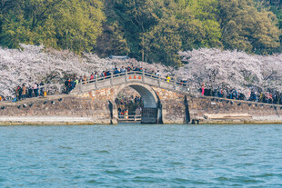 西湖拱桥旁烂漫樱花景