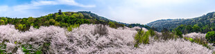 春日烂漫樱花山景图