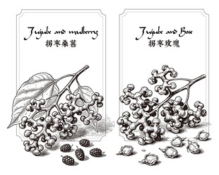 药食同源拐枣桑葚玫瑰