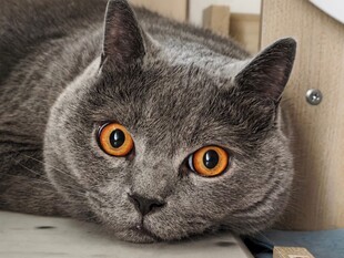 灰蓝猫咪睁大眼睛望向前方