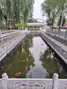 中式园林池塘锦鲤景观