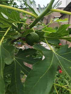 无花果树的繁茂绿叶