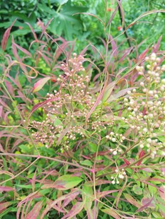 多彩枝叶植物特写